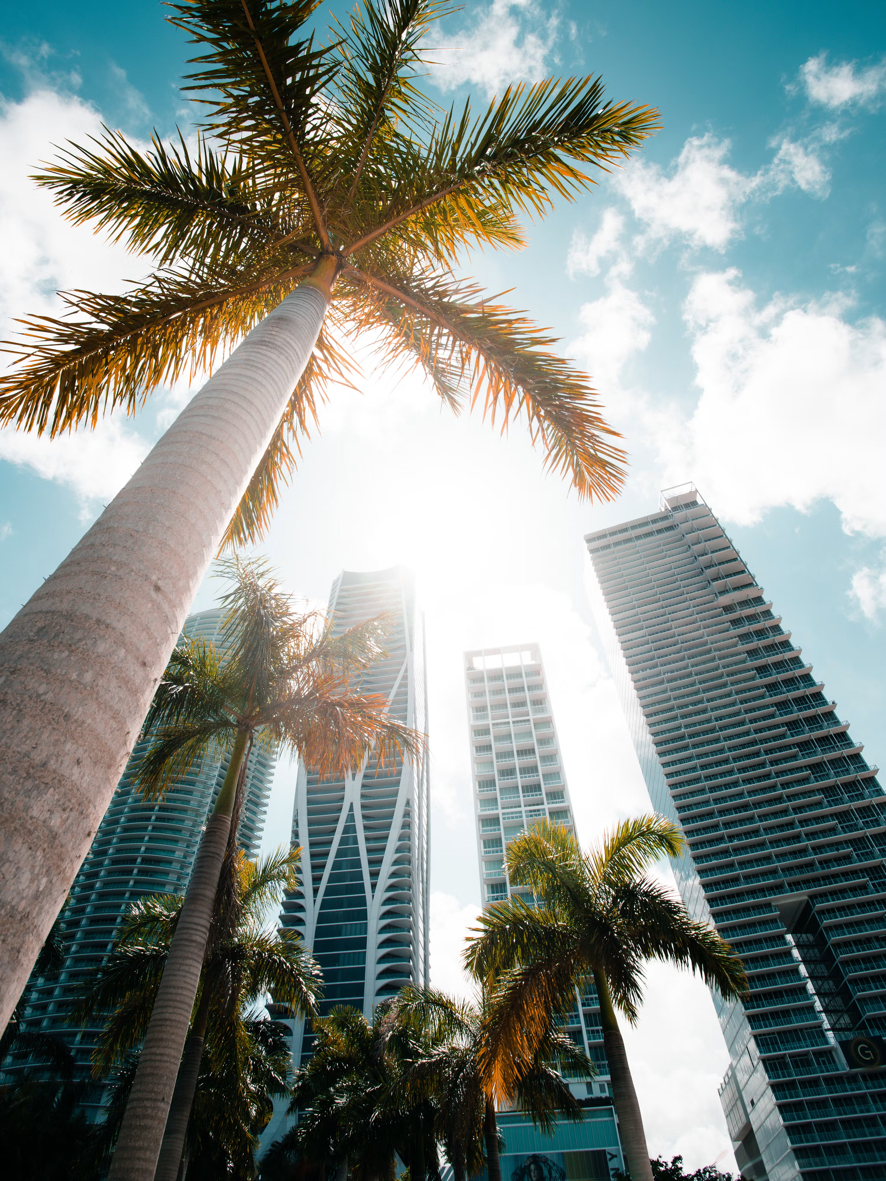 Looking up through palm trees at Miami high-rises and sun flare